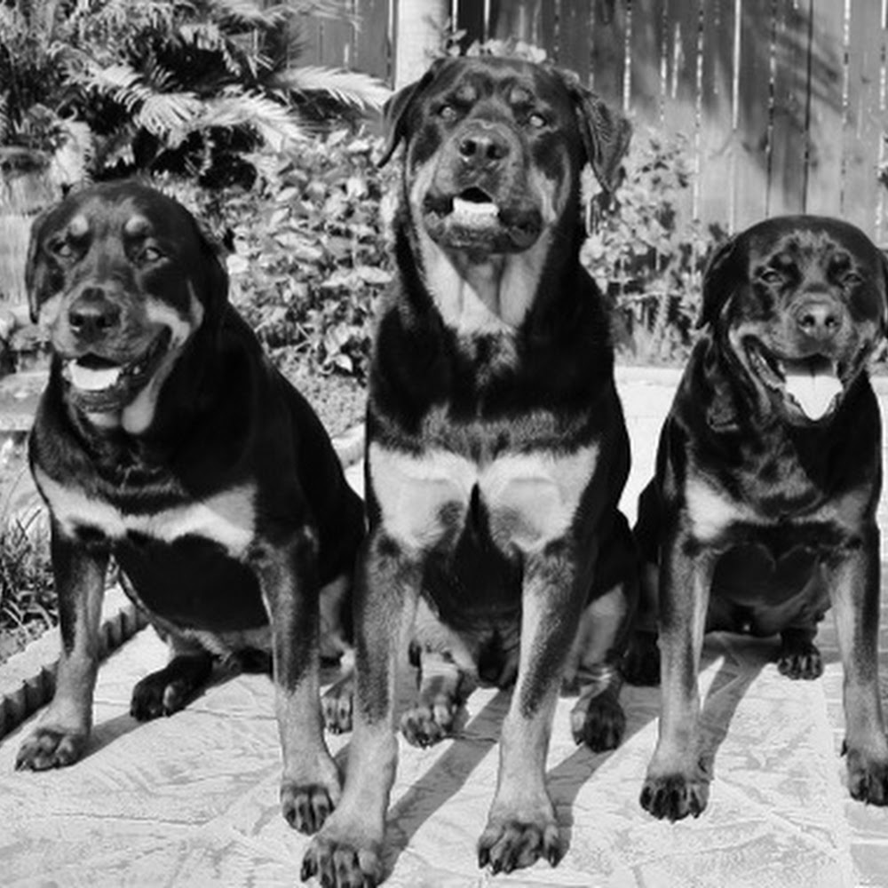 Meet your Posher, Sstomasini